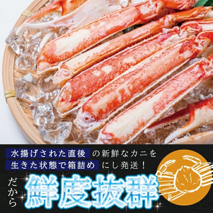 SB0768　春の生・本ズワイガニ　1匹(400g程度)