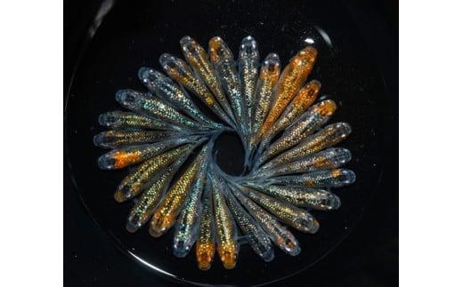 めだか ユリシス 松井ヒレ長 オス メス ランダム 10匹 アクアリウム 水槽 インテリア 生物 生体 趣味 メダカ 元気なメダカ 生魚 魚 めだか 生き物 いきもの 人気魚種 イチオシ おすすめ 送料無料 死着保証 魚介 魚類 魚 初心者向け 光沢 輝く 人気品種 厳選 鑑賞 鑑賞用 繁殖 綺麗 きれい 丈夫 育てやすい 美 国産 メダカ 牧之原メダカ 静岡めだか 静岡県 牧之原市 丸長