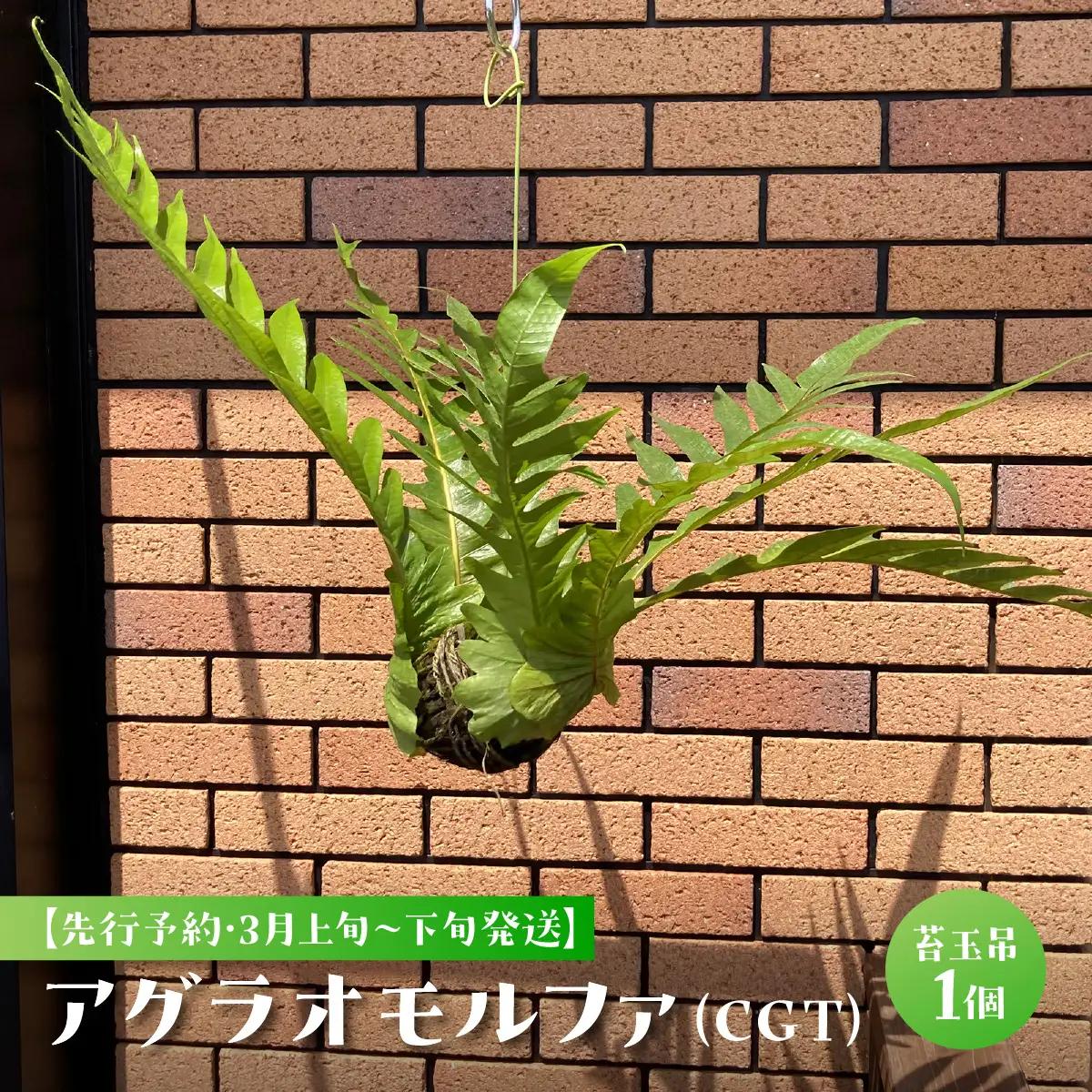 【先行予約・3月上旬～下旬発送】アグラオモルファ（CGT） SMCY001