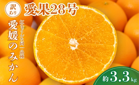 【2026年先行予約】 愛果28号 約3.3kg ご家庭用 みかん 紅まどんなと同品種 柑橘 愛媛 【2026年11月下旬から順次発送予定】 数量限定 人気 伊予市｜B456