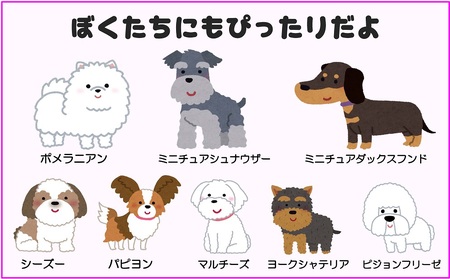 トイプードル向けハーネス＆リード(カラー：青赤青)【001-018-6】