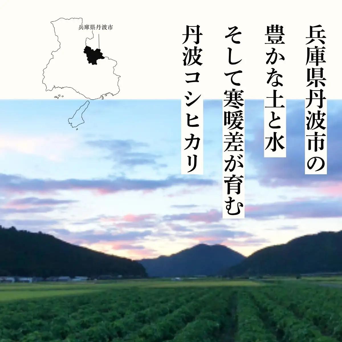 特別栽培米 丹波コシヒカリ 5kg 〈丹波市産〉〈精米仕立て〉 白米 コシヒカリ