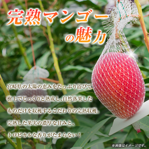 【2027年先行予約】マンゴー 完熟マンゴー 3L×2玉 マンゴー 