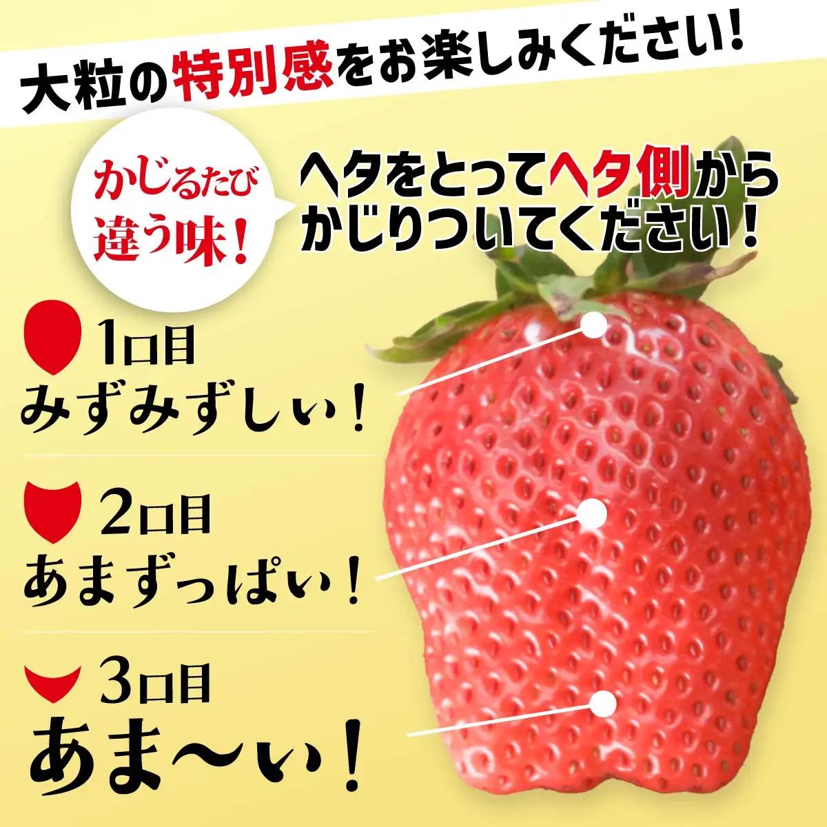 【大粒サイズ】いちご やよいひめ 約800g  | いちご