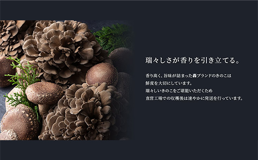 規格サイズにこだわらない轟生しいたけ 1kg と轟まいたけ ほぐし 1kg きのこ キノコ 野菜 食品 F21E-532