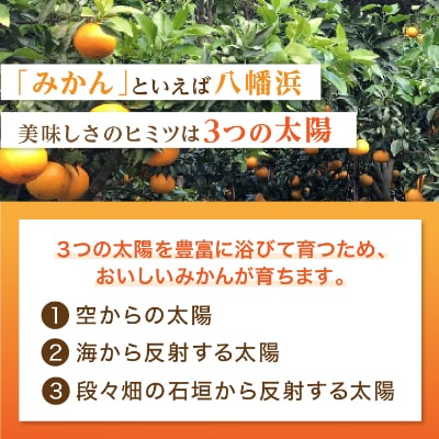 2025年11月発送開始　ぷるぷる新食感「マドンナ」約4kg　【C39−31】【1149494】