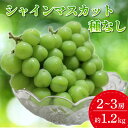 【ふるさと納税】＼数量限定／シャインマスカット（種なし）約1.2kg ふるさと納税 シャインマスカット （DM003）