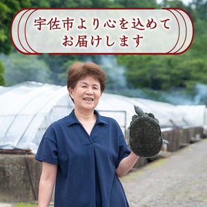 安心院べっぴんこらーげんスープ(計1.2kg・200g×6P)すっぽん スッポン コラーゲン レトルト 小分け 冷蔵【102700501】【安心院すっぽんセンター】