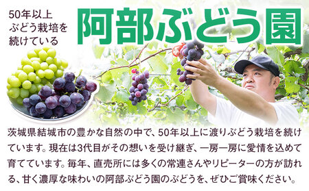 【2025年先行予約】ぶどう 農園直送 シャインマスカット・巨峰詰め合わせ （2kg以上） 果物 ぶどう フルーツ 茨城県産 結城市産 産地直送 《2025年8月下旬-9月下旬頃出荷》 【配送不可地域