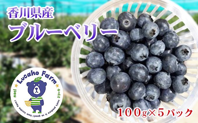 Lucaho Farm ブルーベリー（発送6月～）