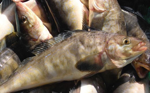 【数量限定】釧路産・開き真ホッケ5枚 ふるさと納税 ホッケ _F4F-3520