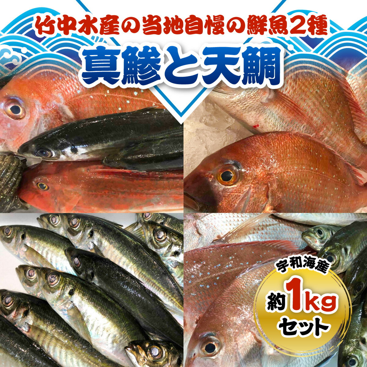 【ふるさと納税】竹中水産の当地自慢の鮮魚2種「真鯵と天鯛」!約1キロセット!(宇和海産)【C22-255】_【配送不可地域：離島・北海道・沖縄県】【1073912】YWTM073