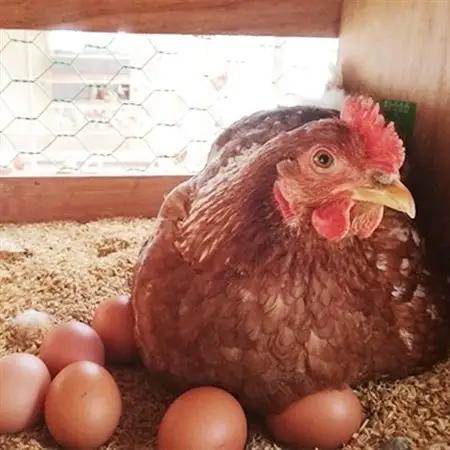 【北海道産】毎日食べたくなる平飼いたまご40個_卵・乳製品 卵  たまご タマゴ 玉子_【配送不可地域：離島】【1215857】