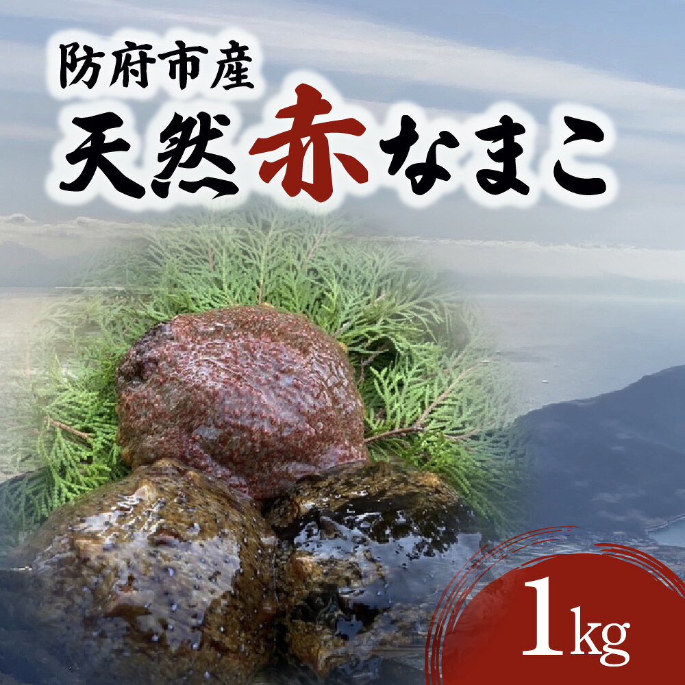 【ふるさと納税】防府市産天然赤なまこ1kg 凪翔政栄丸 山口県 防府市 B47 なまこ 赤ナマコ 活き 瀬戸内海 珍味 このわた 海鮮 おつまみ 高級