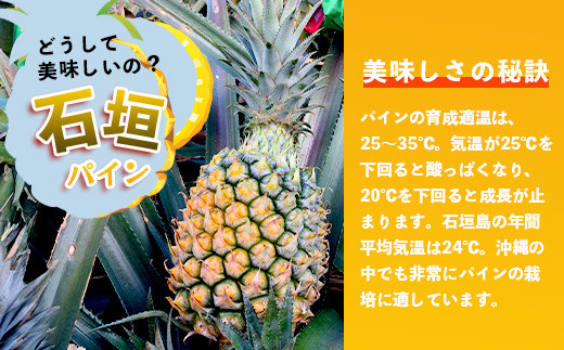 【先行予約】《2026年5月上旬頃より順次発送》石垣島産 スナックパイン (4玉 約4kg)【 産地直送 沖縄 石垣 パイナップル パイン スナック フルーツ トロピカル 南国 】 TP-8-1