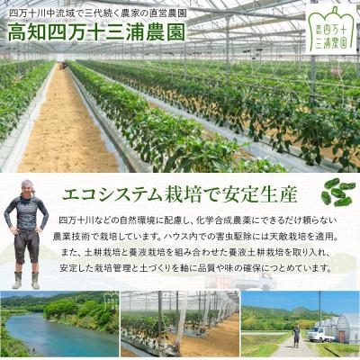 ふるさと納税 四万十町 肉厚ジューシー!エコ栽培でえぐみ少ないピーマン2kg |  | 01