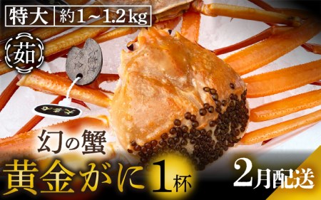 黄金ガニ（特大サイズ） × 1杯 「ズワイガニと紅ズワイガニのあいのこ」幻のカニを浜茹ででお届け！【2月発送分】【黄金がに カニ 姿 ボイル 冷蔵 福井県】希望日指定可 備考欄に希望日をご記入ください [e22-x006_02]