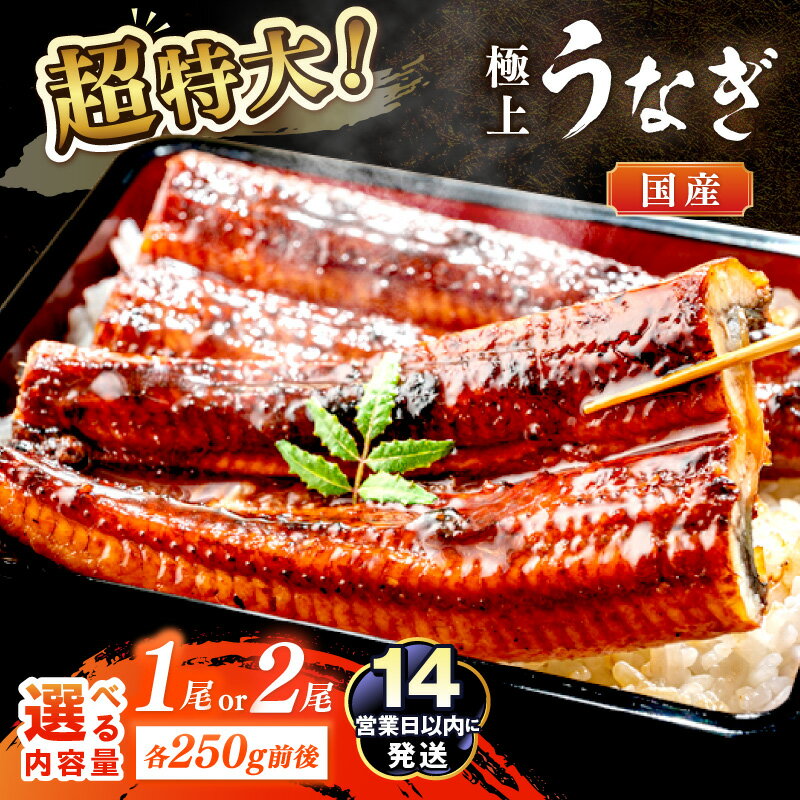 【ふるさと納税】超特大・国産【14営業日以内発送】高評価★5.0 極上！国産うなぎ蒲焼 1尾 2尾　選べる 内容量 配送時期 ふるさと納税 鰻 九州産 国産 ウナギ 蒲焼 鰻の蒲焼 有頭 蒲焼き かばやき かば焼き 土用の丑の日 うな丼 うな重 ひつまぶし ふるさと納税 うなぎ 国産