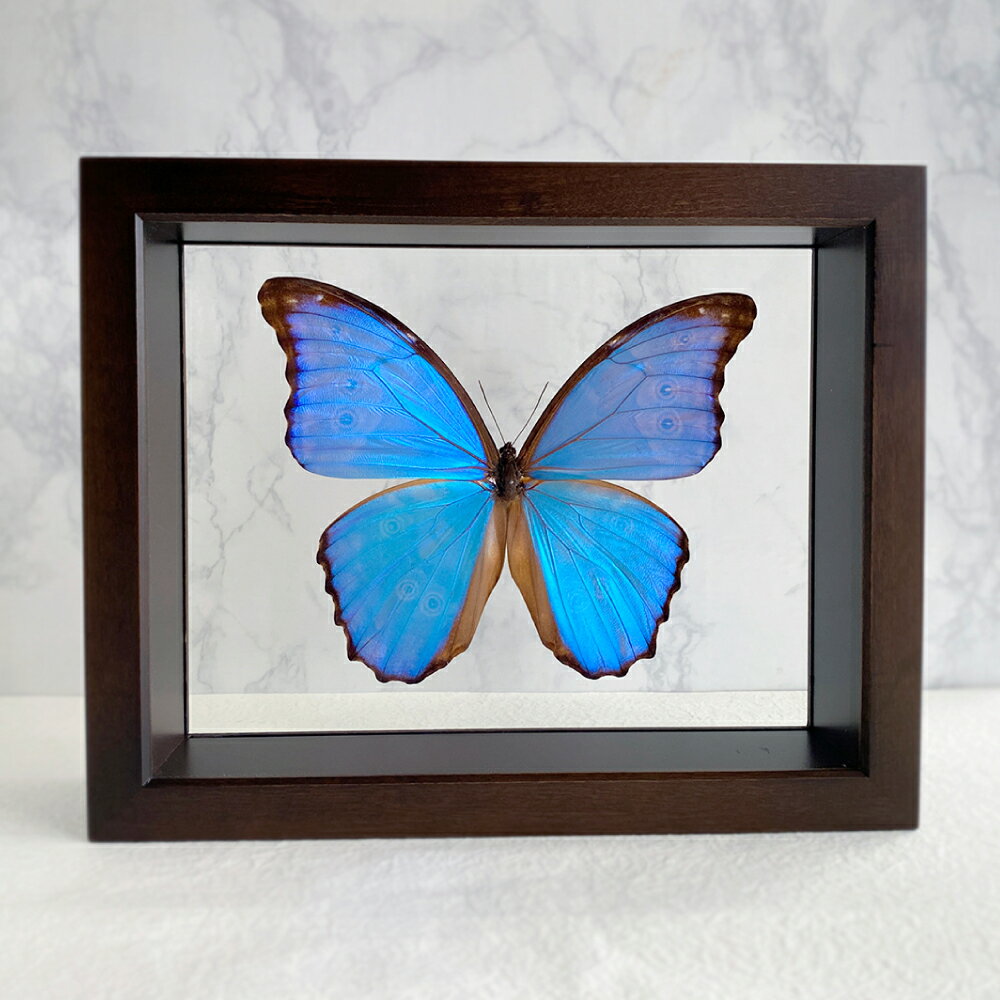 【ふるさと納税】昆虫 標本 Flying Morpho Butterfly（空を翔ぶ宝石） モルフォ蝶 1頭入 低反射 UVフィルム マイクロファイバー1枚・アルカリイオン水ミニボトル1本 付属 朴の木 木製 高透明フィルム 両面 ガラス ケース 標本箱 インテリア オブジェ 装飾品 雑貨 蝶 送料無料