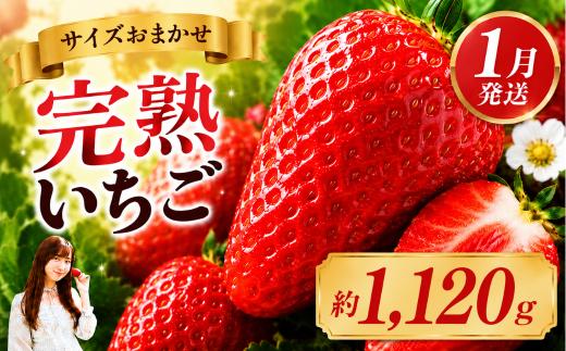いちご【先行予約】【2027年1月以降発送】とちあいか いちご サイズおまかせ 大人気！ 最旬とちあいか 280g×4パック　合計1120g【栃木県 真岡市産】いちご 果物 イチゴ 苺 旬 産地直送 国産