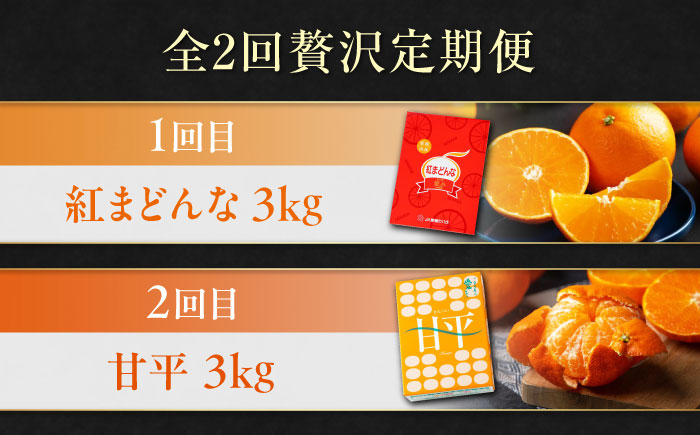 【全2回定期便】【数量限定】紅まどんな＆甘平 柑橘王国・愛媛が誇る柑橘2種の贅沢柑橘定期便！ 果物 フルーツ みかん 甘平 まどんな 愛媛県大洲市/愛媛たいき農業協同組合[AGAO013]