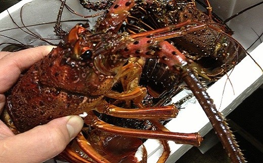 【数量限定】創業100年の日本料理店が作る 1段重 おせち(3人前) 冷蔵 2026年 創業大正九年 日本料理 小伴天 料亭 伊勢海老 アワビ うなぎ 数の子 栗きんとん からすみ いくら 贈り物 お