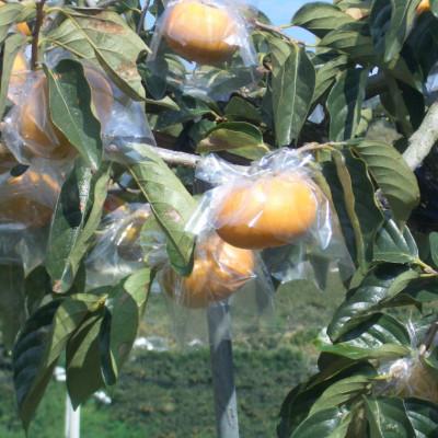 ふるさと納税 九度山町 【希少】紀の川柿(たねなし)約3.5〜4kg・秀品(九度山町) |  | 02