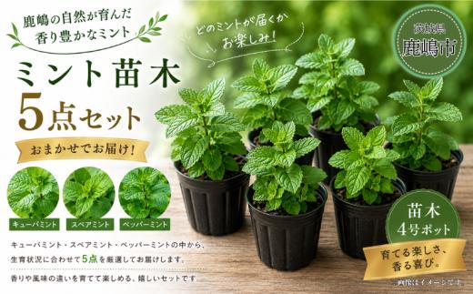 ミント キューバミント スペアミント ペッパーミント 先行予約 苗 苗木 園芸 セット 5点セット 厳選 産地直送 国産 おまかせ おたのしみ ガーデニング ミントの苗 贈答 プレゼント ギフト 日用品 雑貨 趣味 おまかせ 4号ポット 5鉢 清涼感 爽やか アクセント 違いを楽しむ スイーツ 香り 比較 香り比べ 育てる 栽培 趣味 植物 ふるさと納税 茨城県 鹿嶋市 【9月中旬より配送予定】