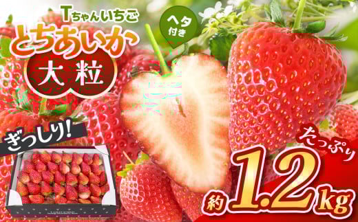 【先行予約】ぎっしり とちあいか 1.2kg 大粒(サイズ不揃い)　