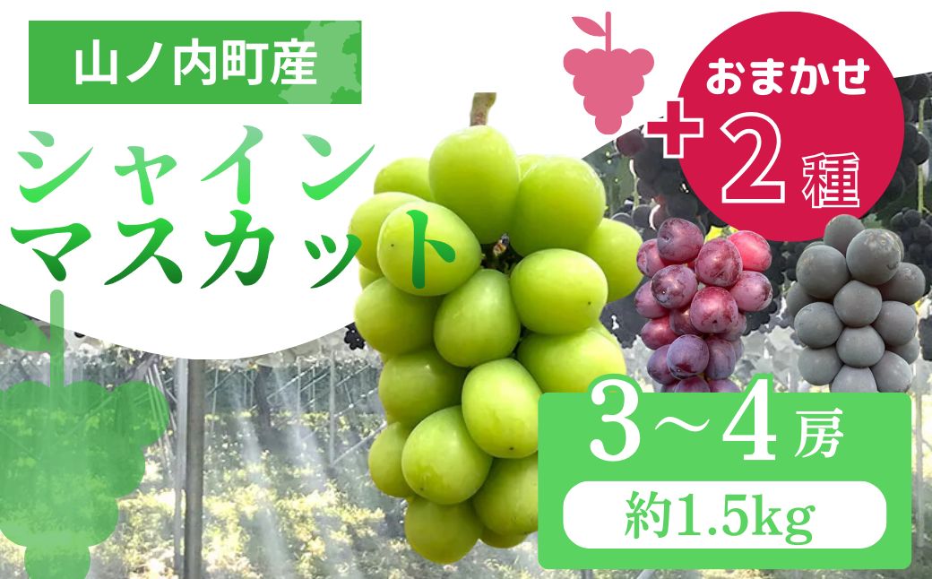 【2026年9月～発送】ぶどう シャインマスカット + おまかせ2種 約1.5kg（3?4房）山ノ内町産 ブドウ 葡萄 マスカット