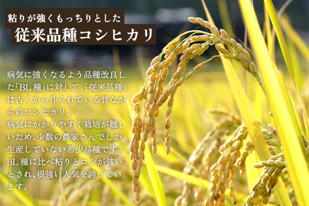 【定期便12回毎月お届け】【2024年先行予約】【令和6年産新米】新潟県産 コシヒカリ（従来品種）精米1.5kg（1.5kg×1袋）《10月上旬から順次発送》 精米 白米 きのこ農家ならではの有機質肥