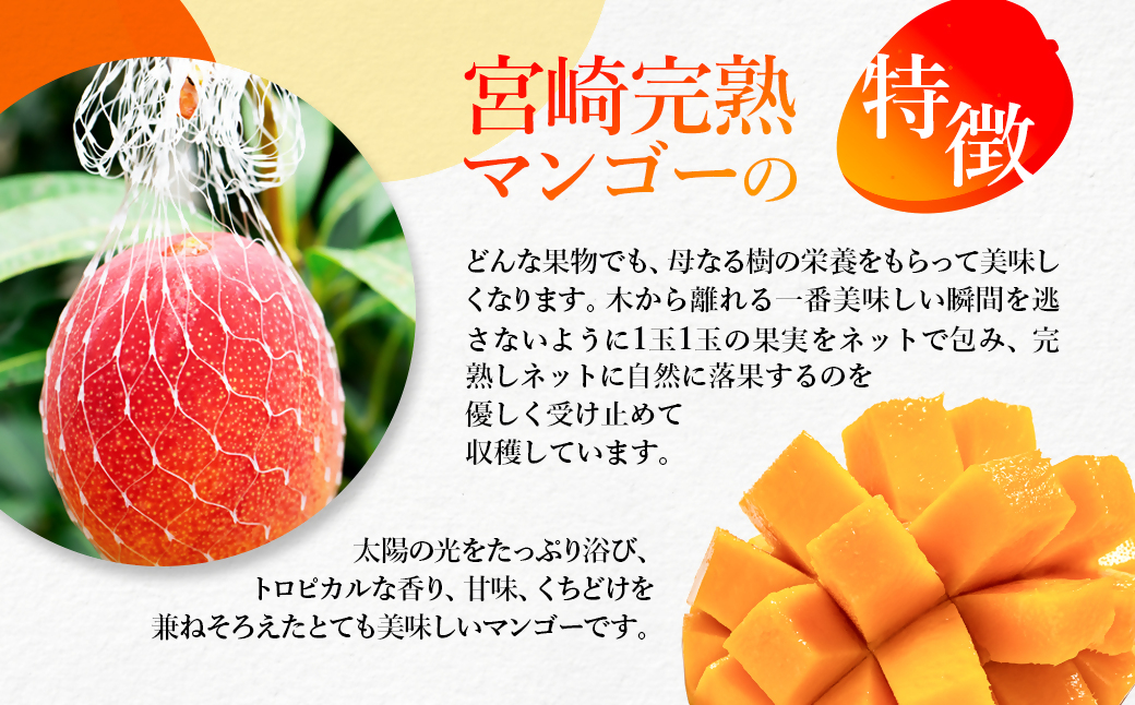 【4回定期便】2027年発送 西都市産完熟マンゴー2玉合計900g～1kg程度×4回【先行予約】宮崎完熟マンゴー＜1-12a＞