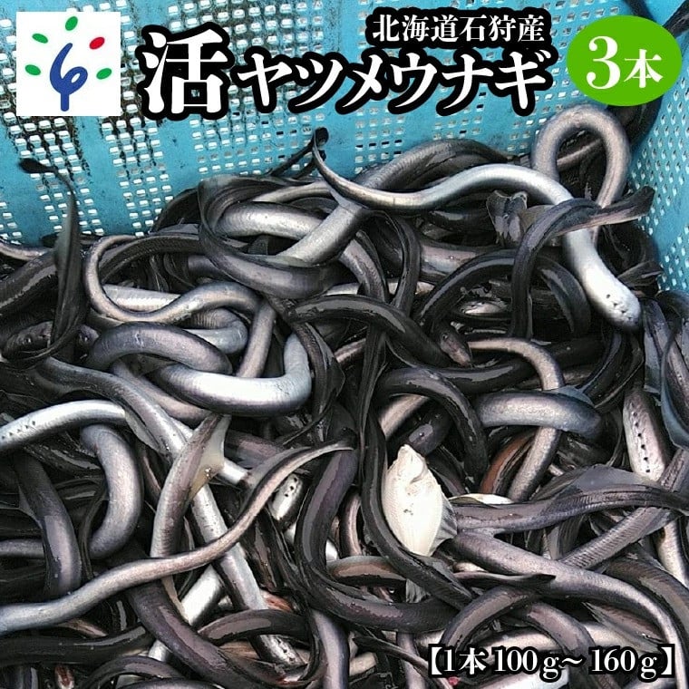 
            230004001 【予約受付中】2025年1月～発送 石狩産 活ヤツメウナギ【3本】｜北海道 石狩市 いしかり 活 活魚 やつめうなぎ 希少 珍しい レア 名産 特産 北海道産 石狩川河口
          