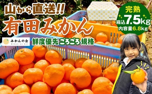 
                  みかん 山から直送 箱込 7.5kg ( 内容量約 6.8kg ) 鮮度優先ごろごろ規格 和歌山県産 産地直送 家庭用 みかんの会 みかん ミカン 蜜柑 温州みかん 柑橘 果物 フルーツ 人気 和歌山県 果実 甘味 酸味
                