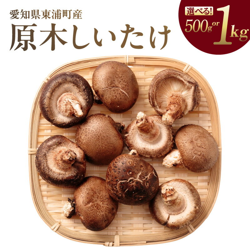【ふるさと納税】《先行予約》東浦町産 原木栽培生しいたけ【選べる内容量 500g・1kg】原木しいたけ 生しいたけ 国産 野菜 原木栽培 予約 東浦町 愛知県 ナカセ農園 【2026年10月～発送】送料無料 [AG001]