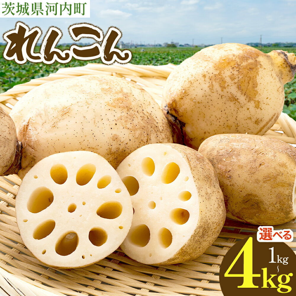 【ふるさと納税】蓮根1kg 2kg 4kg まちづくり河内株式会社かわち夢楽《30日以内に出荷予定(土日祝除く)》 茨城県 河内町 蓮根 れんこん レンコン 野菜