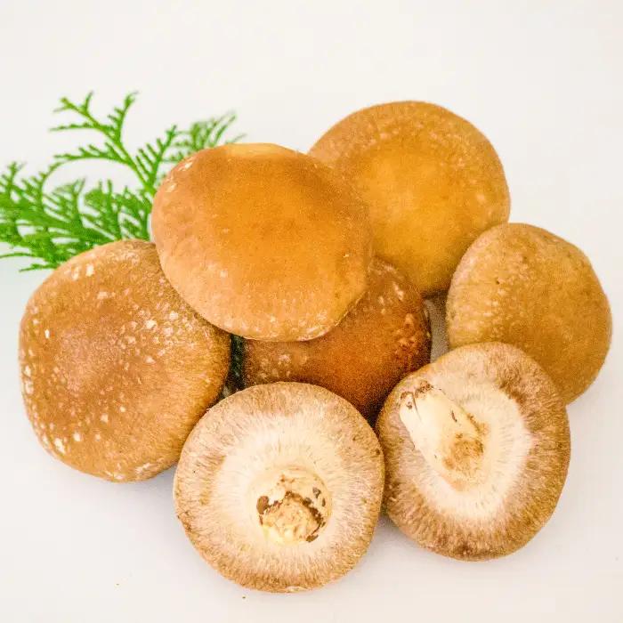 「奥出雲椎茸」秀品 箱入 2kg 【椎茸 生しいたけ 2kg 肉厚 収穫直後 サイズ混合 新鮮 旨味たっぷり 菌床栽培 国産 きのこ キノコ 野菜 料理 食品 産地直送 自宅用】