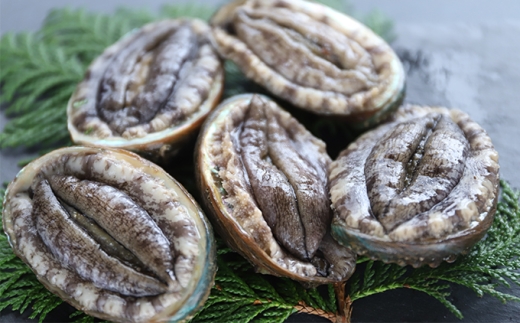 奥尻島産 冷凍 養殖アワビ (3個入り) 1個 約70mm | 新鮮 あわび アワビ 鮑 魚介 酒蒸し バター焼き 刺身 天ぷら グルメ お取り寄せ | 北海道 奥尻町 送料無料