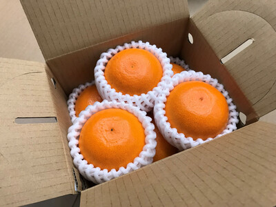 ［2箱セット］甘っ子 小玉 ハウス せとか 9玉入 × 2箱 手さげ箱 南泰園