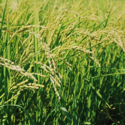 ふるさと納税 富良野市 令和7年産米　富良野産　栽培期間出来るだけ農薬を減らして作った　ななつぼし　10kg |  | 01