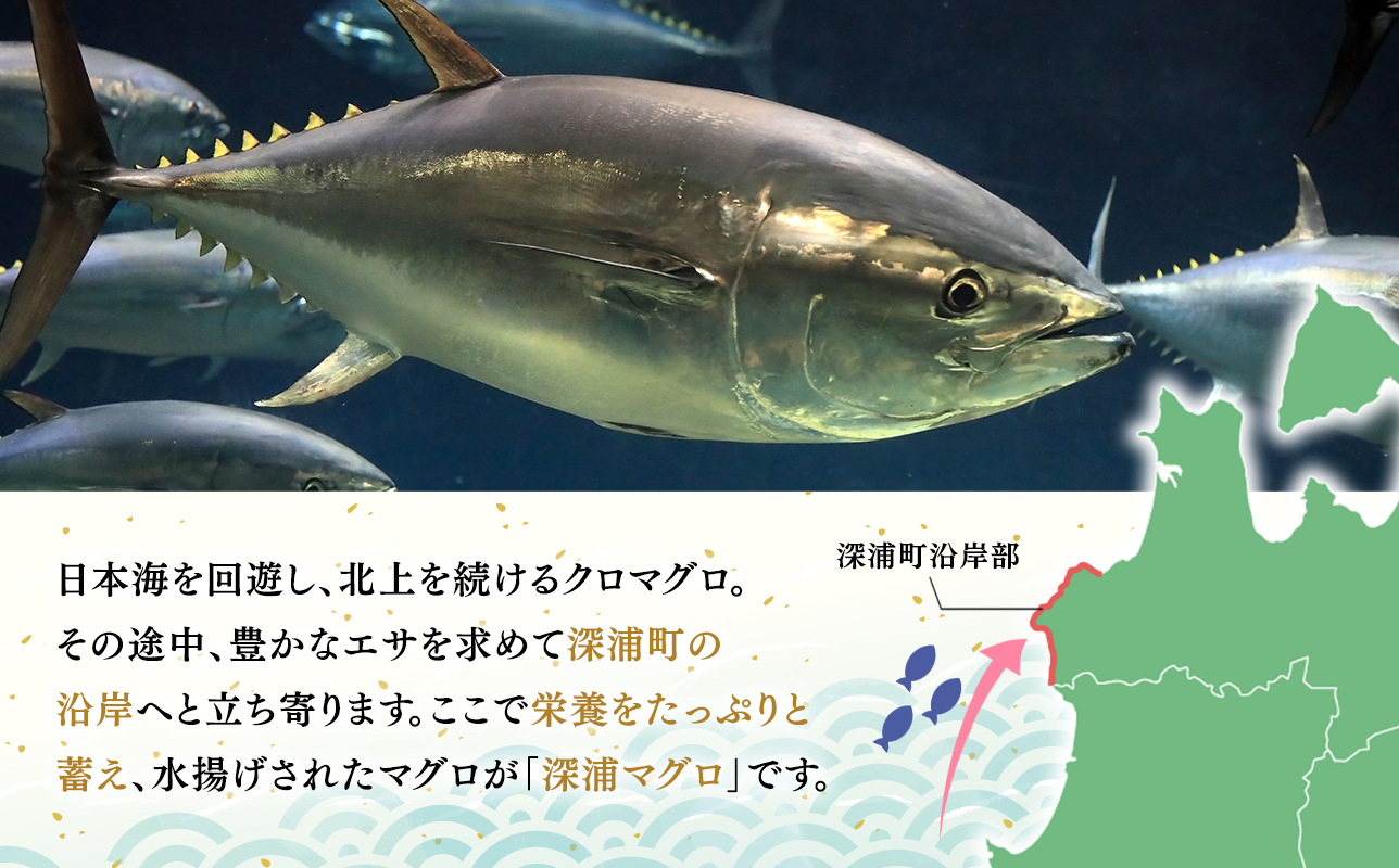 青森県深浦町産 天然本マグロ 大トロ 600g 200g×3 冷凍柵 深浦マグロ 刺身 海鮮 鮪 まぐろ【fu-0015-019_12】