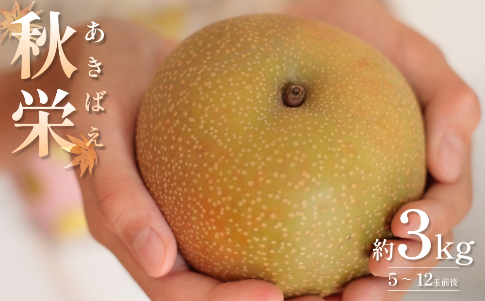 【2026・先行予約】秋栄（あきばえ）3kg｜鳥取 果物 フルーツ なし 梨 2026年収穫後【41034】