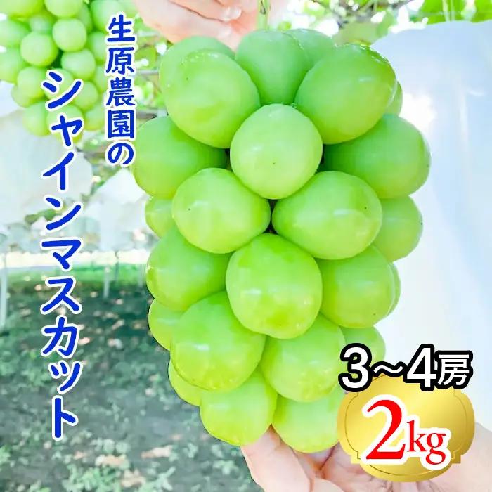 【2026年発送★先行予約】フルーツ王国笛吹市の大粒シャインマスカット3~4房2kg  137-003-26y