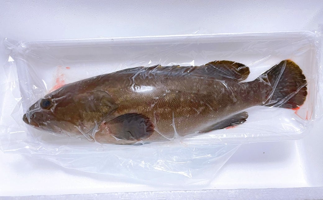 長崎の森で育てた『幻のクエ』 まるごと 一本(1kg～2kg前後)／ 海鮮 魚介 刺身 クエ 鍋 高級魚 長崎県 長崎市