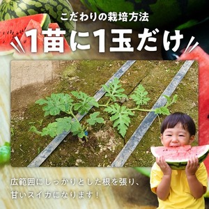 スイカ1玉(約9㎏級) N0195-YA2224
