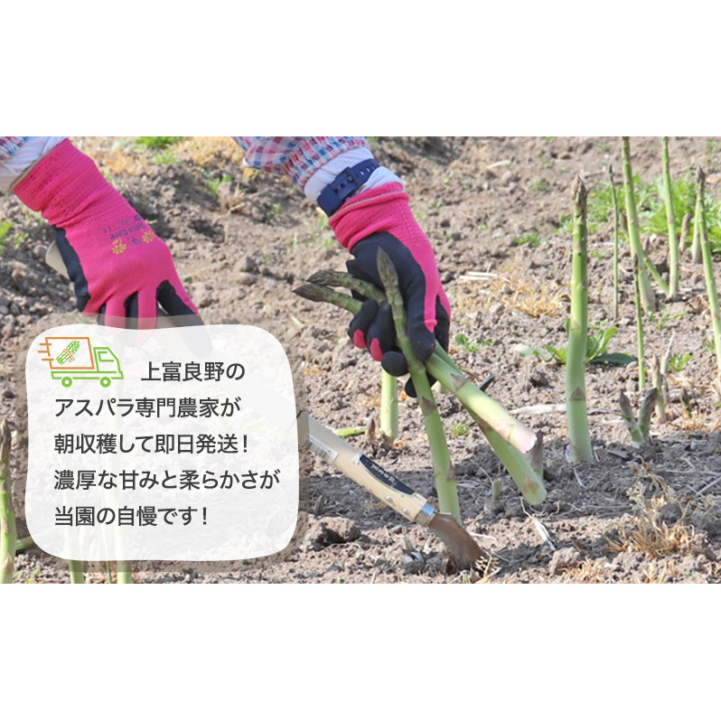 数量限定！【2026年分先行予約】 アスパラガス 専門農家 の 特選 グリーン アスパラ 800g  L サイズ 原農園 アスパラ あすぱら 野菜 北海道 上富良野町_イメージ3