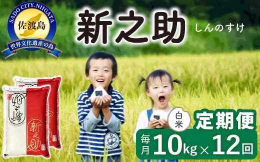 【12か月定期便】佐渡島産 新之助 白米 合計120kg（10kg（5kg×2袋）×毎月全12回）令和8年産 新米 単一原料米 | 新潟県産新之助 新潟産新之助 佐渡産新之助 しんのすけ 新之助 お米 米 白米 精米 ブランド米 おこめ コメ 10キロ 世界農業遺産 にいがた さど 新潟県 佐渡市