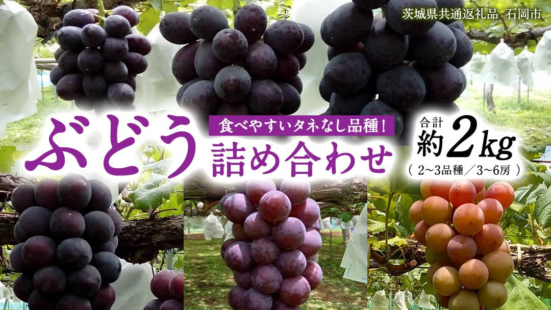 
            旬 の「 種なし ぶどう 」 詰め合わせ 約 2kg ( 3房 ～ 6房 ) 【茨城県共通返礼品/石岡市】 葡萄 ブドウ 種無し [FB011sa]
          