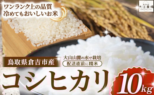 ※11月配送分【令和7産米】倉吉市産 コシヒカリ 10kg（5kg×2袋）大江農場 数量限定 令和7年産米 精米 お米 米 こめ コメ 白米 こしひかり コシヒカリ ブランド米