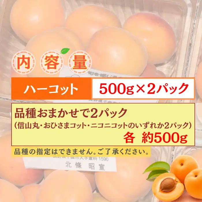 【2027年先行予約】あんず おまかせ生食用(ハーコット・信山丸・おひさまコット・ニコニコット) 計約2kg  | あんず